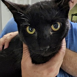 Photo of Crow