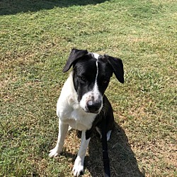 Photo of Bluebell
