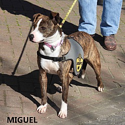 Thumbnail photo of Miguel #2