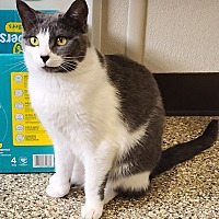 adopt a pet