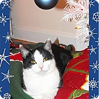 Taylor Mill Ky Domestic Shorthair Meet Ivy Declawed 6month Ringtail A Pet For Adoption