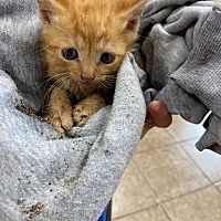 adopt a pet