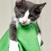 adopt a pet