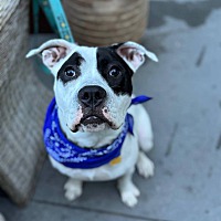 adopt a pet