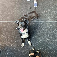 adopt a pet