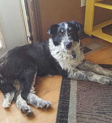 Border collie wirehaired terrier sales mix