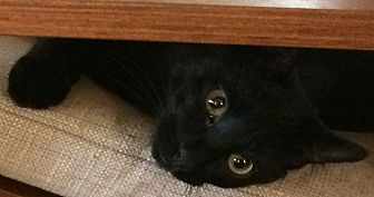 Adopt A Pet Petsmart Charities