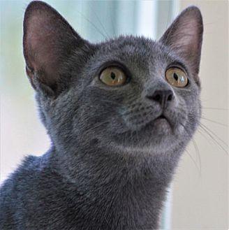 Adopt A Pet Petsmart Charities