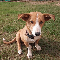 Thumbnail photo of Poppy-Indian Pariah pup #2