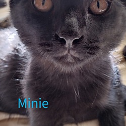 Photo of Minie