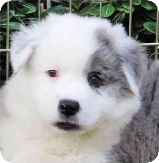 belgian sheepdog puppies for sale in california oscar adopted puppy san diego ca australian shepherd chow belgian sheepdog puppies for sale in california oscar adopted puppy san diego ca australian shepherd chow