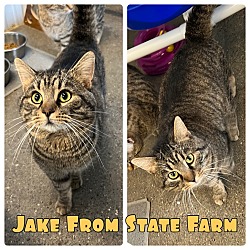 Photo of Jake From State Farm