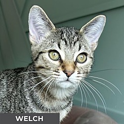 Thumbnail photo of Welch #1