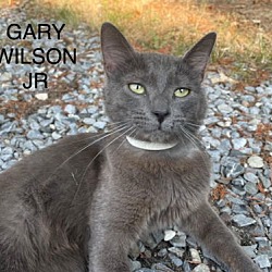 Thumbnail photo of Gary Wilson Jr. #3