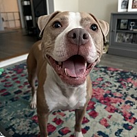 adopt a pet