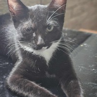 adopt-pet