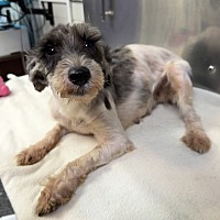adopt a pet