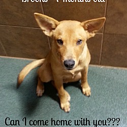 Thumbnail photo of Brooks (fostered in TX) #2