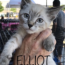 Thumbnail photo of Elliot #3