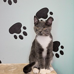 Thumbnail photo of Kittens (Woodbury Petsmart) #4