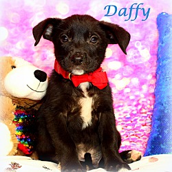 Thumbnail photo of Daffy~adopted! #3