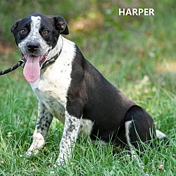 Thumbnail photo of Harper #2