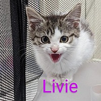 Photo of Livie