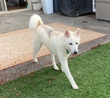 Seattle, WA - Jindo/Husky. Meet Zoey - Stunning Jindo Mix a Pet for ...