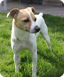 italian greyhound jack russell mix for sale