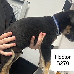 Thumbnail photo of Hector B270 #2
