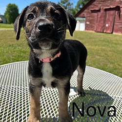 Photo of Nova