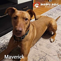 Thumbnail photo of Maverick (Courtesy Post) #3