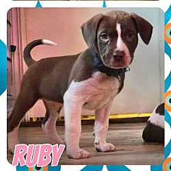 Thumbnail photo of Ruby #2