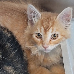 Thumbnail photo of Cheeto #2