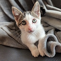 adopt-pet