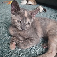 adopt-pet
