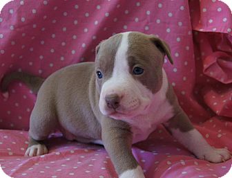 staffordshire bull terrier puppy rescue