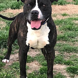 bobbies pit bull rescue sanctuary