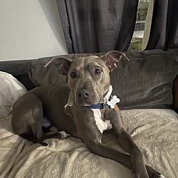 Photo of King