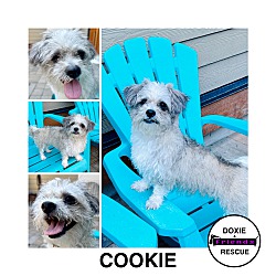 Thumbnail photo of COOKIE #1