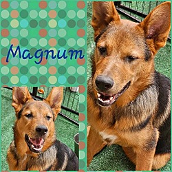 Thumbnail photo of Magnum #2