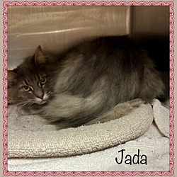 Thumbnail photo of JADA #2