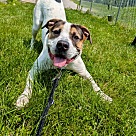 Adopt A Pet :: Crash - Lancaster, OH