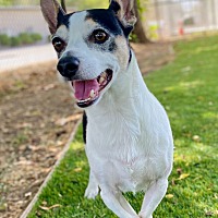 adopt a pet