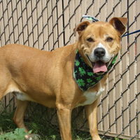norco animal shelter