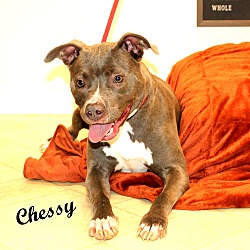 Thumbnail photo of Chessy~meet me! #4