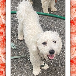Thumbnail photo of Adopted!! Casper - OH #1