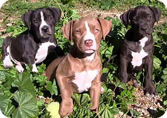 staffordshire mix puppies