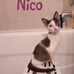 Thumbnail photo of Nico #2