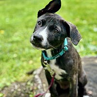 adopt a pet